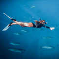 SHORTY JADE - Saint Jacques Wetsuits